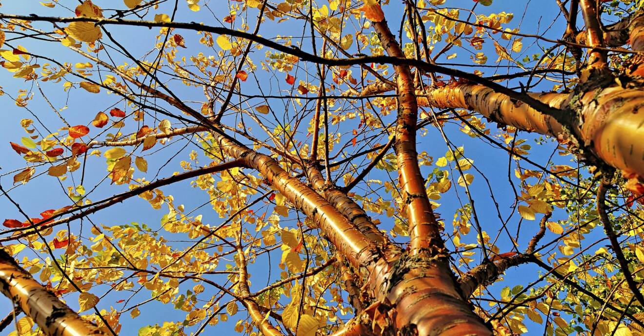Näverhäggens vackra bark blir ett blickfång under vintern.