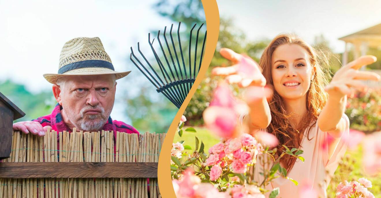 Delad bild. Till vänster: En man ser irriterad ut och tittar över staketet. Till höger: En kvinna kastar rosblad i trädgården.