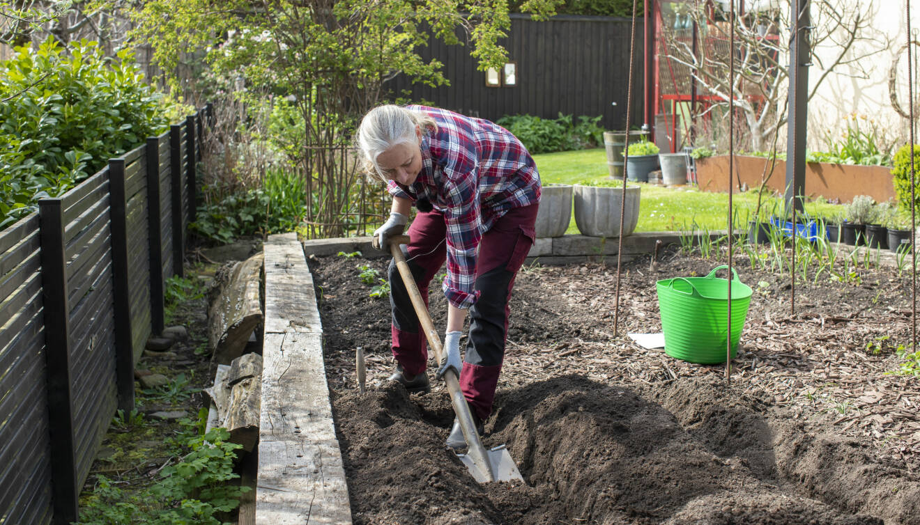 Anni Jähde gräver för att plantera sparris.