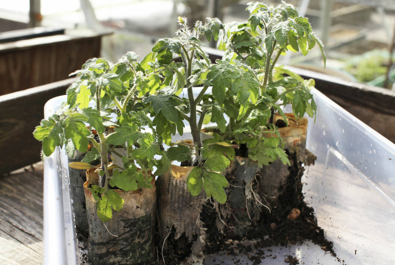Tomatplantor planterade i papperskrukor.