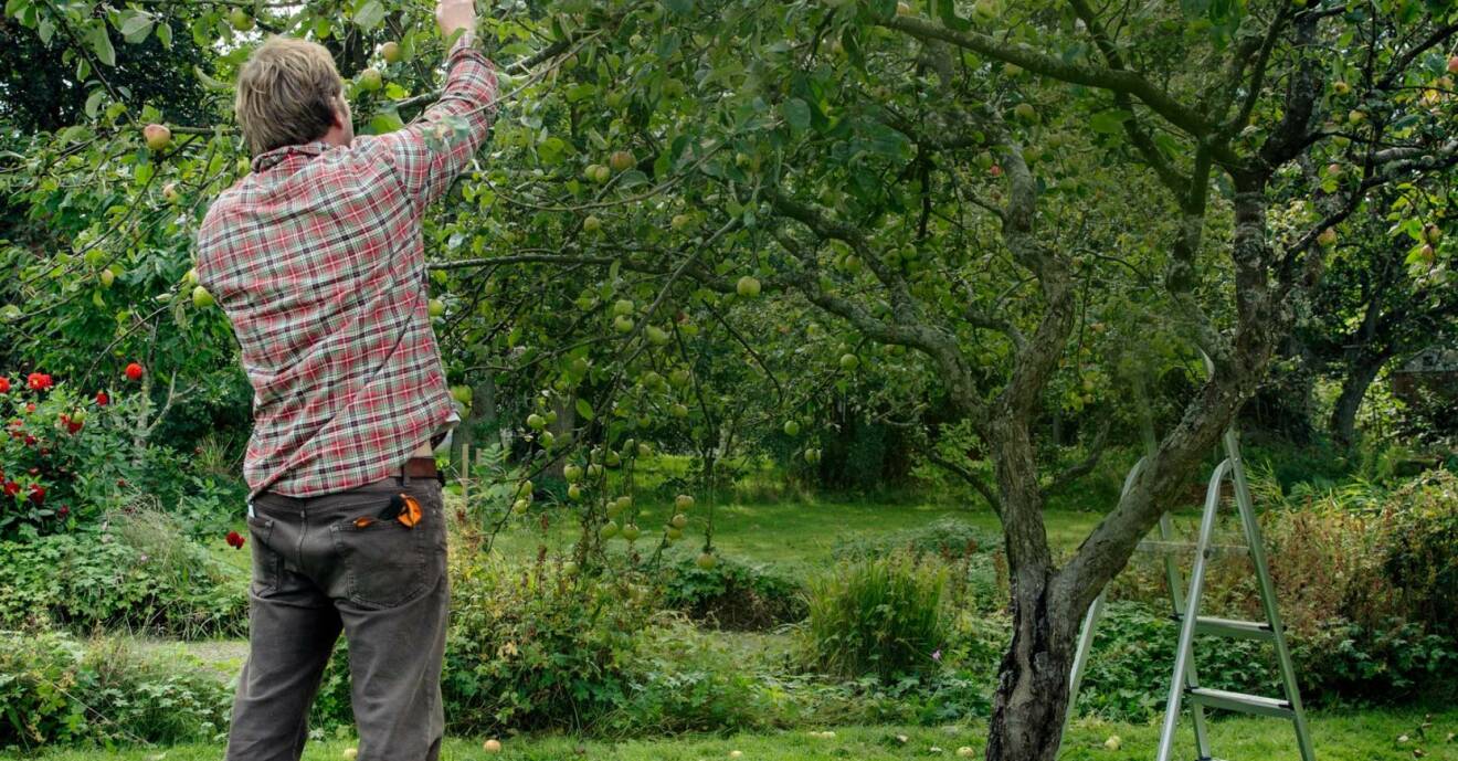 Henrik Hanell plockar äpplen under september och oktober.
