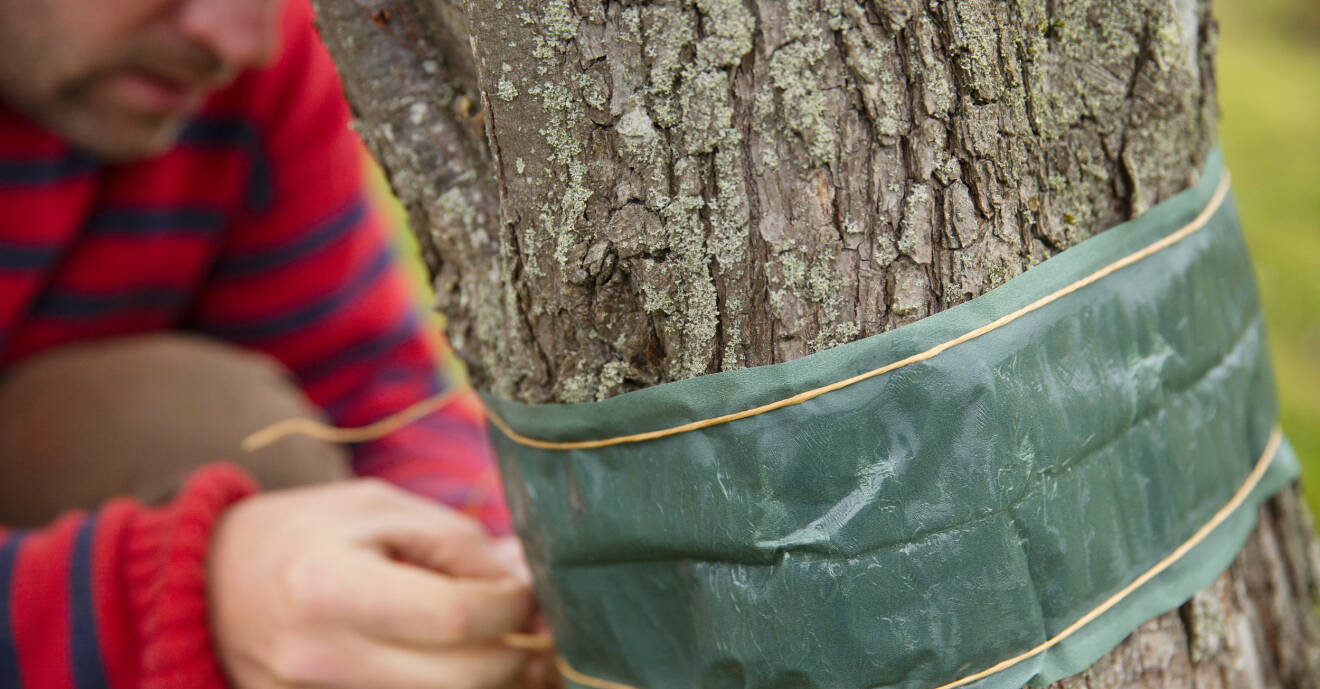 Skydda dina träd från frostfjärilens larver.