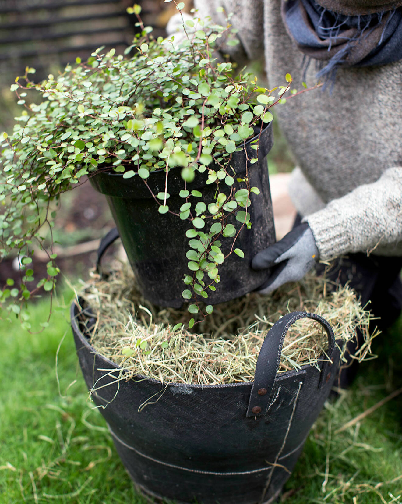 Sätt växter i en kruka med halm över vintern.