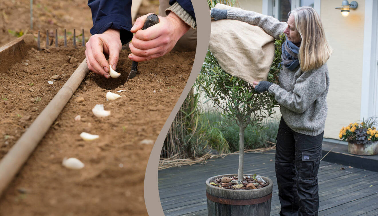 Delad bild på två saker att göra i trädgården i november och december. Till vänster: Plantera vitlök. Till höger: Skydda växter under vintern.