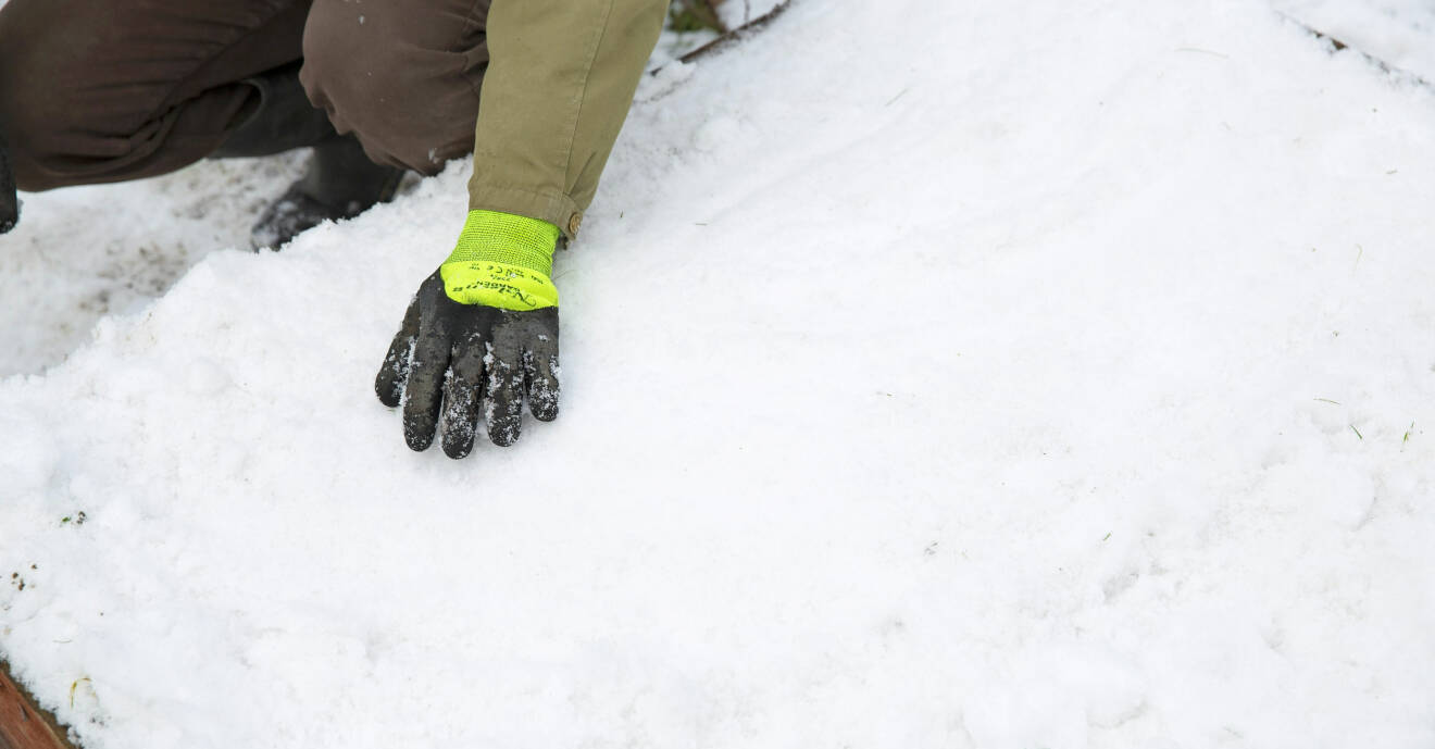 Isolera sådderna med snö när du köldstratifierar.