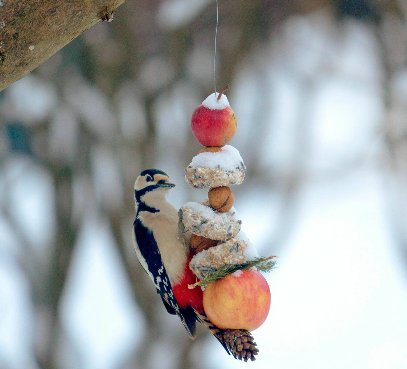 En fågel äter från ett snöre med frön och äpplen i trädgården.