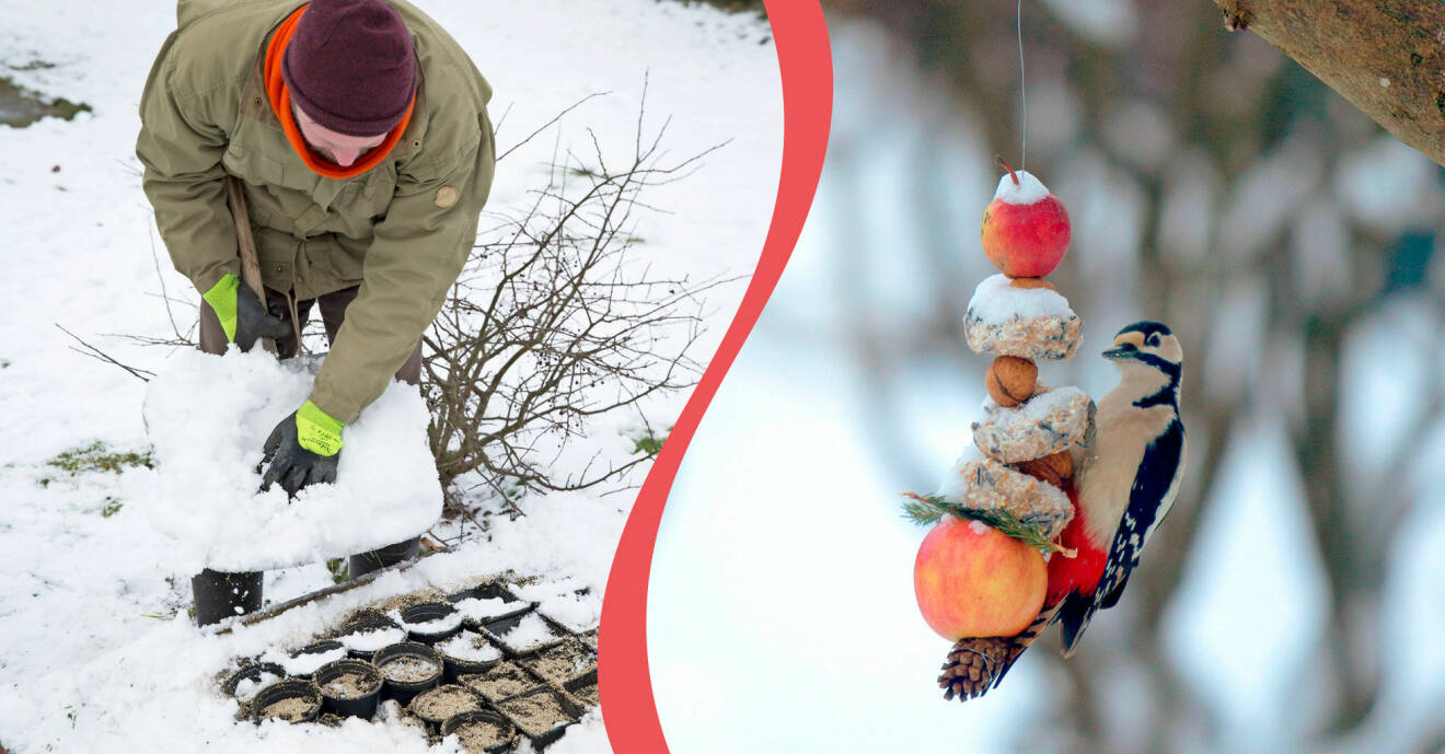 Delad bild. Till vänster: Gräv ner sådder under snö för att köldstratifiera. Till höger: En fågel äter i trädgården under vintern.