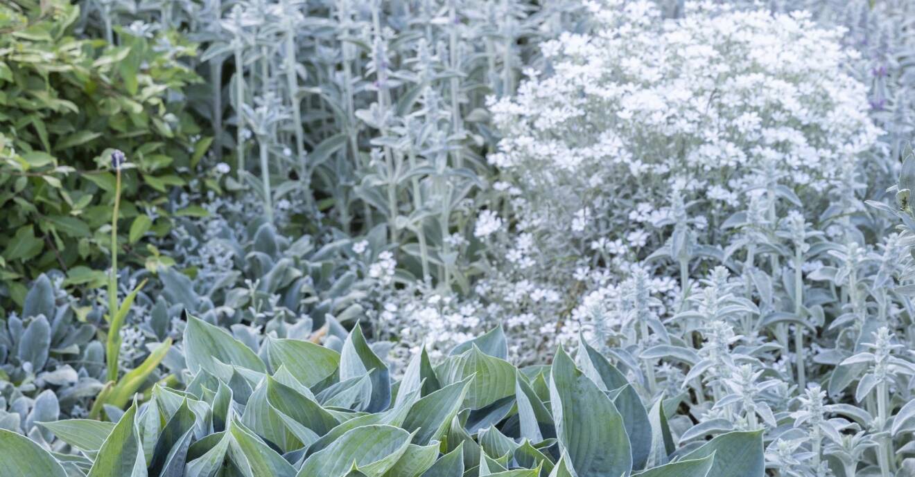 Hemma hos Caroline Eriksdotter på Orust finns många silverskimrande växter. Den dimblå funkian gör sig fint tillsammans med lammöron och silverarv.