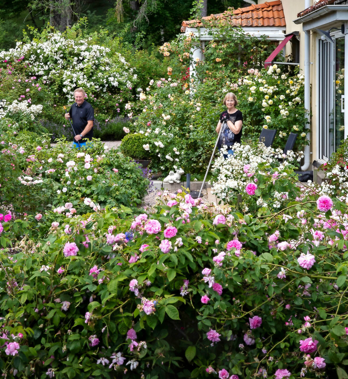 I högsommartid finns det ingen annanstans Ann-Charlotte och Bengt vill vara än just här, mitt bland överdådet av rosor. I förgrunden blommar ’Ispahan’.