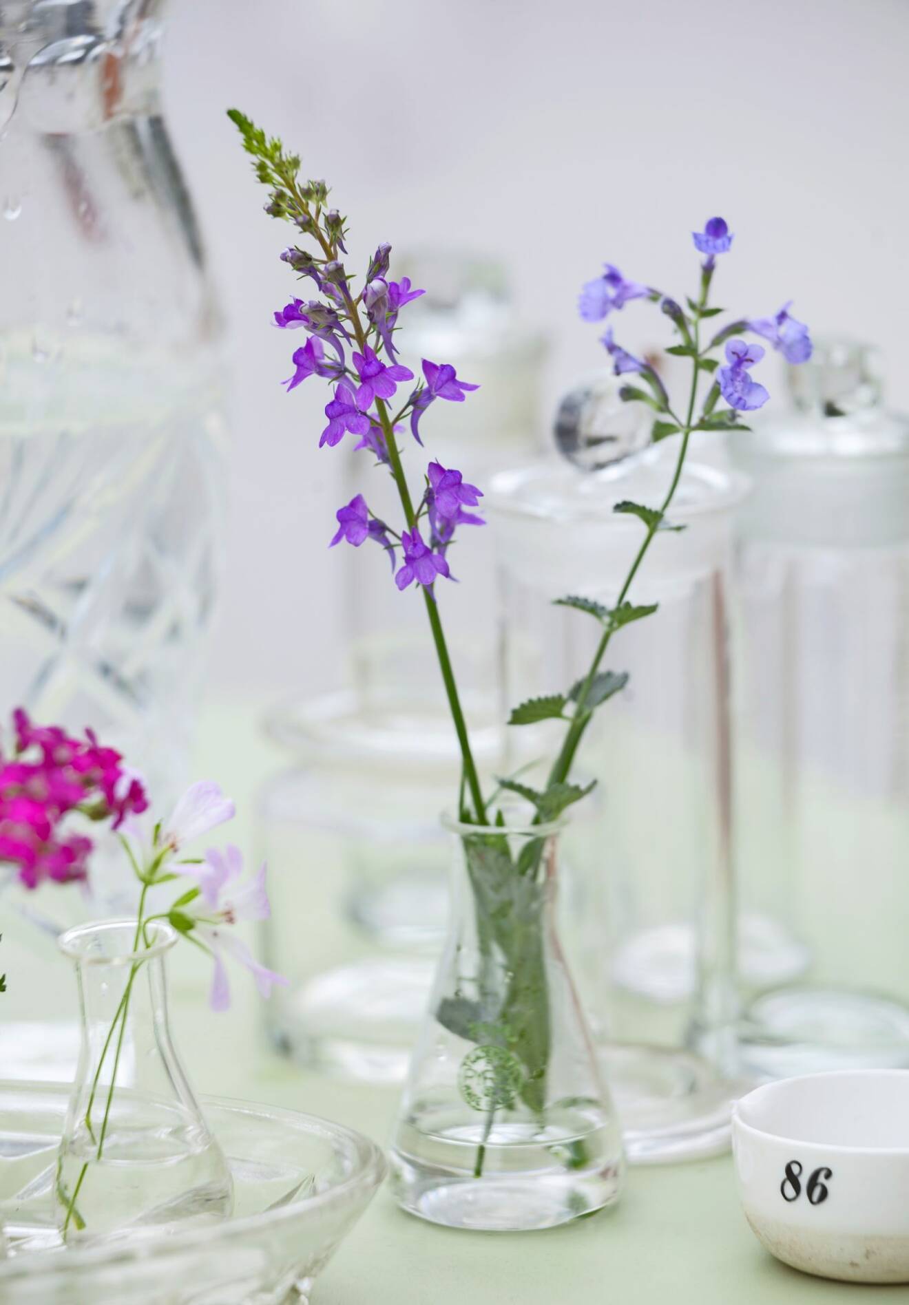 Purpursporre och kantnepeta är två blommande perenner som pryder sina platser i vasen.