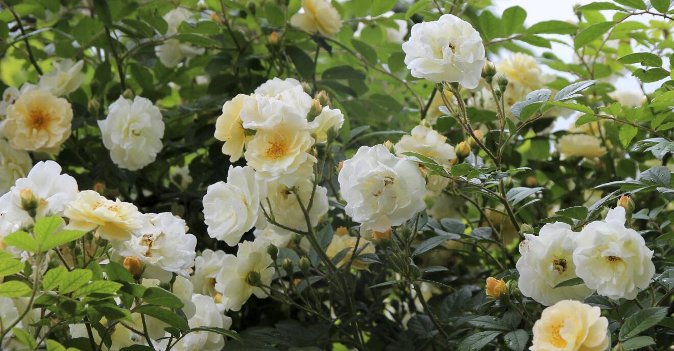 Ghislaine de Feligonde-rosen är döpt efter en fransk kvinna med samma namn.
