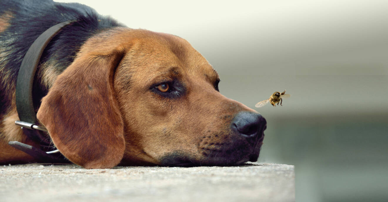 Liggande hund tittar på en geting