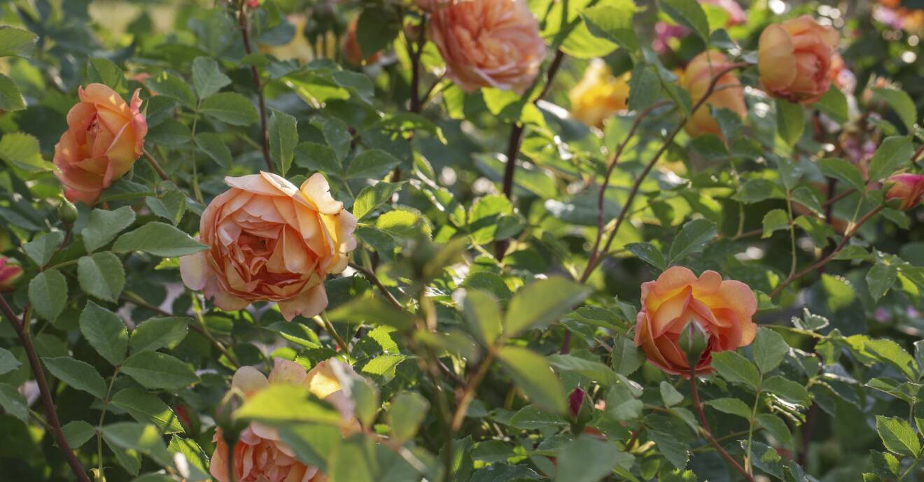 Den starkväxande rosen 'Lady of Shalott'.
