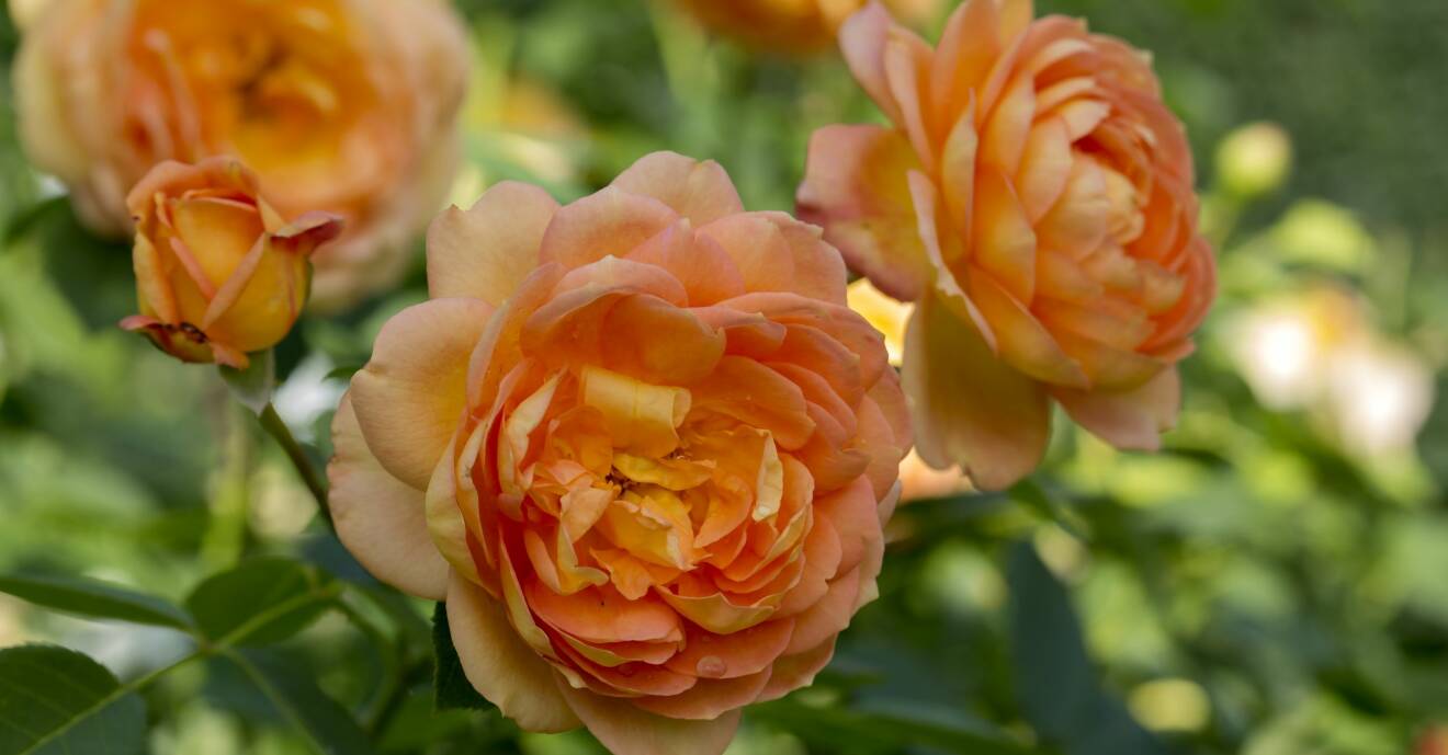 Den orange rosen Lady of Shalott fick sitt namn efter en dikt.