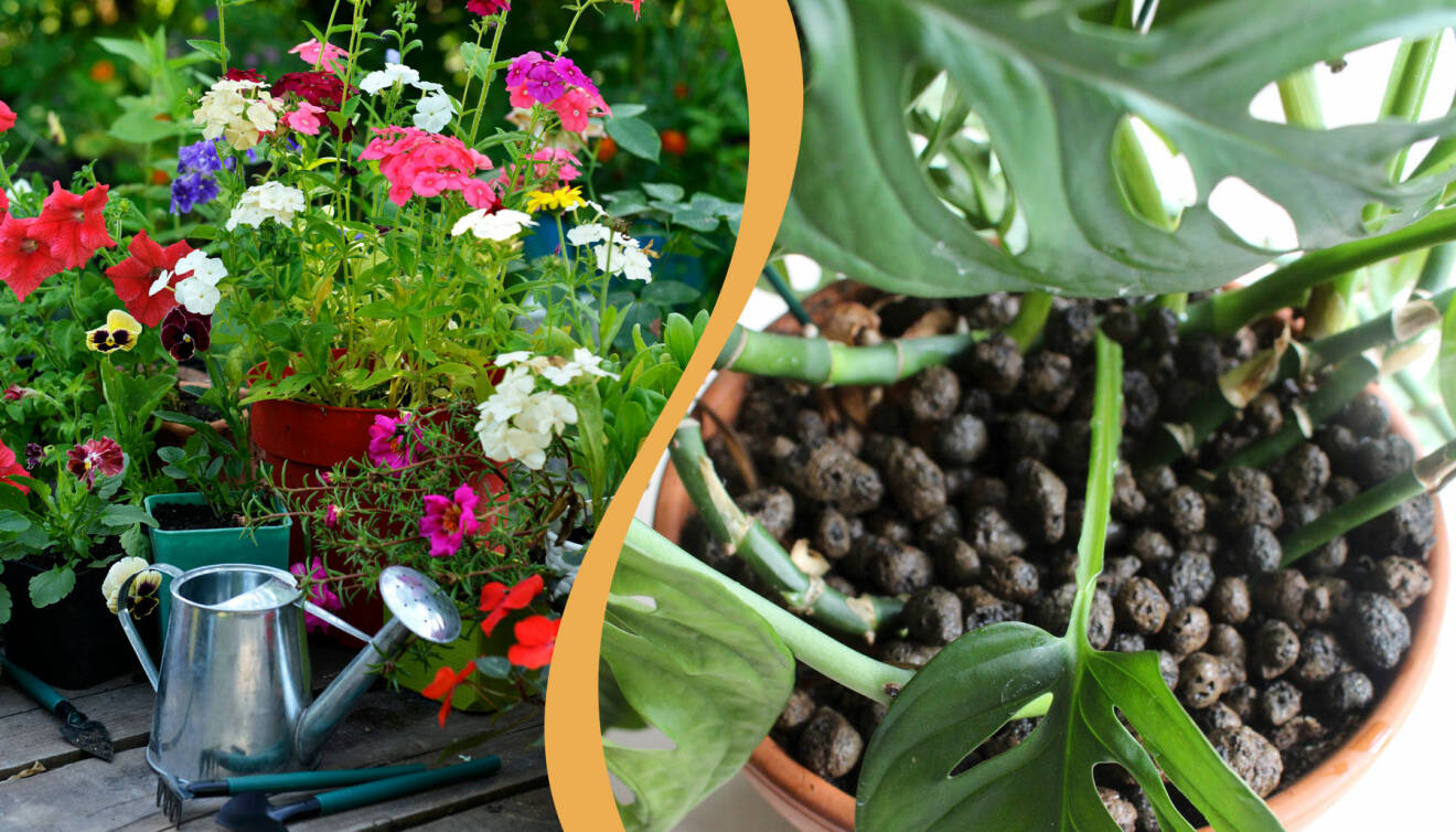 Två olika lösningar för att få krukväxterna att överleva semestern.
