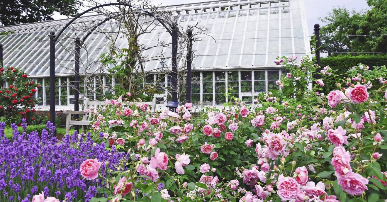 Välj rosorna som passar på bäst ställe för att lyckas med rosenträdgården.