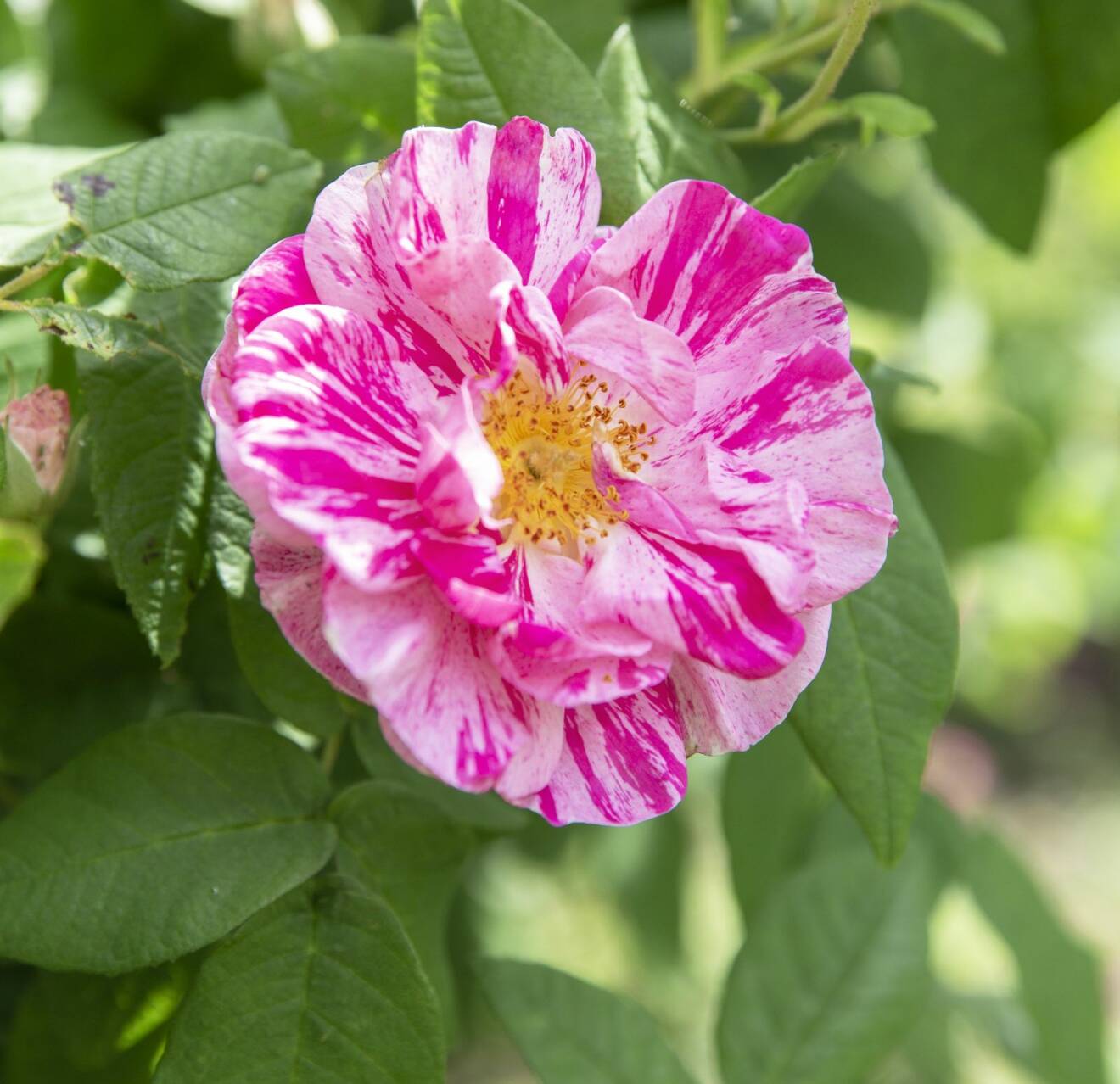 'Rosa Mundi' är en flerfärgad ros som även kallas polkagrisros.