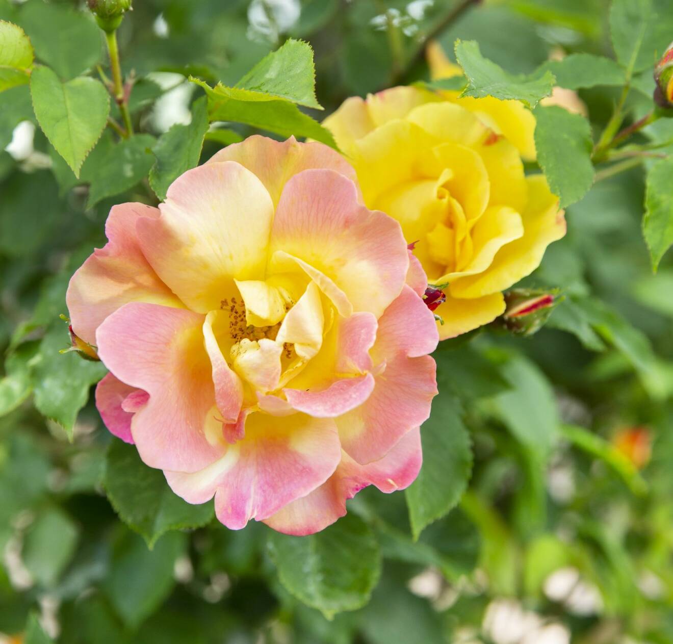 Den flerfärgade rosen 'Sekel'.