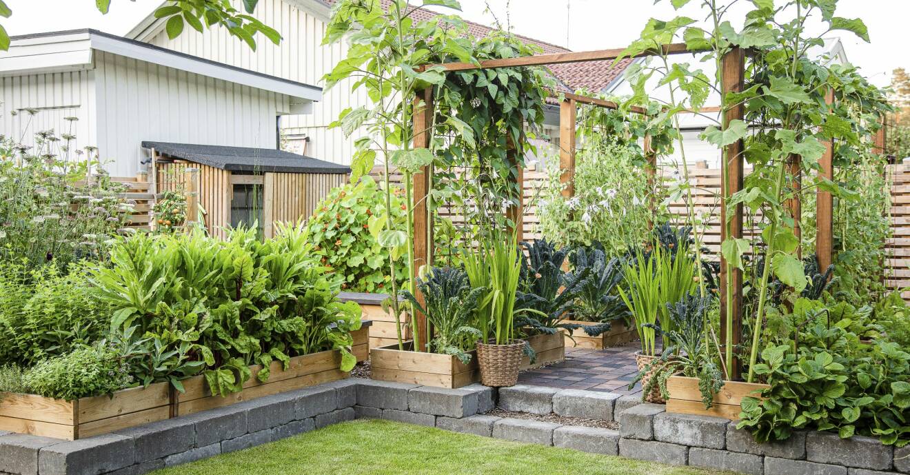 Köksträdgården är uppbyggt på stenplattor och ligger nära huset så det är enkelt att gå ut och stoppa något gott i munnen.