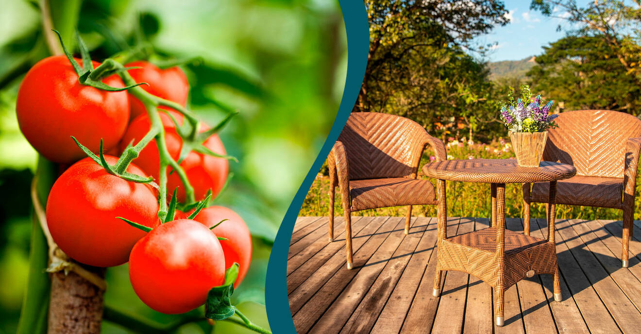 Tomater får mer smak av bikarbonat och utemöbler i trä, rotting och plast blir som nya med bikarbonat.