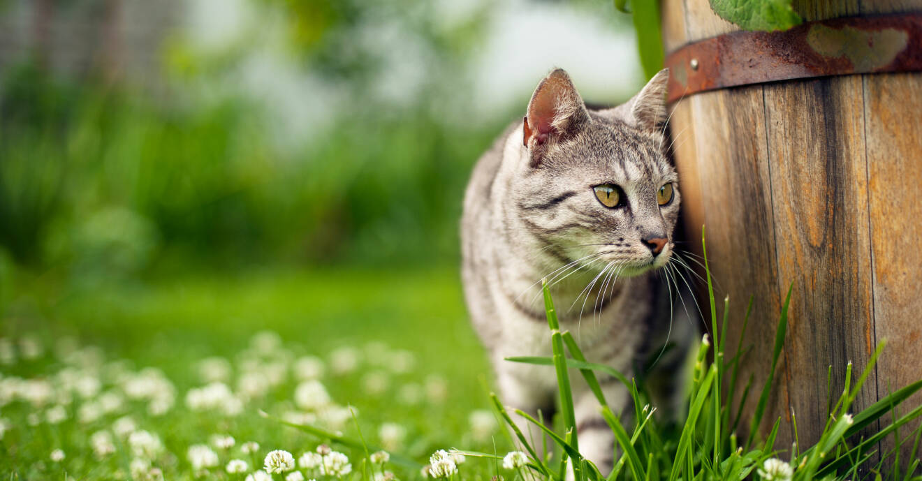 Randig katt stryker förbi en trätunna i en charmig trädgård.
