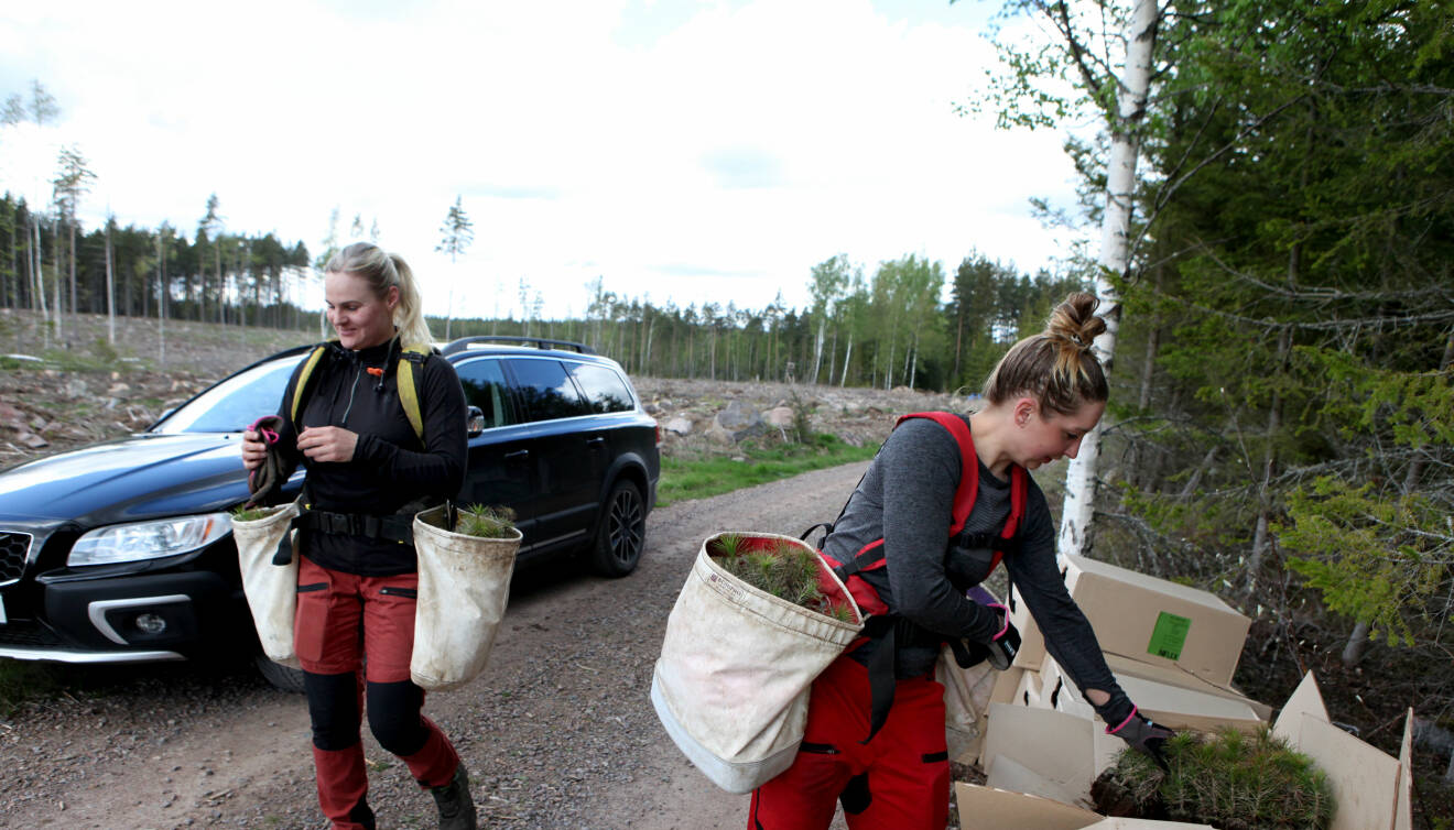 Vännerna Evelina Jonasson och Anna Andersson från Rumskulla är skogsarbetande kvinnor och ska plantera ut tall. De driver företaget Skogsklingorna Röj och Sköj AB ihop.