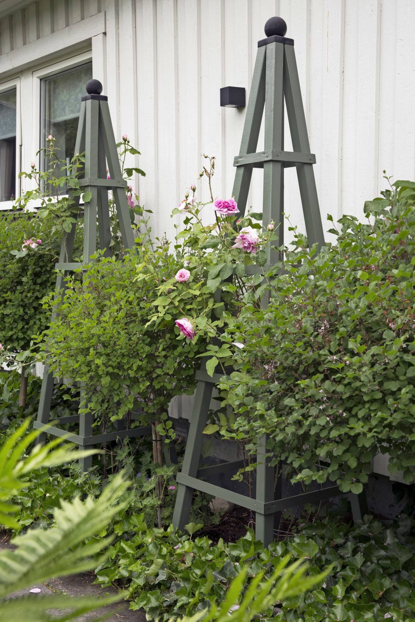 Rosenbuskar och två spaljéer i grått mot en vit husfasad.