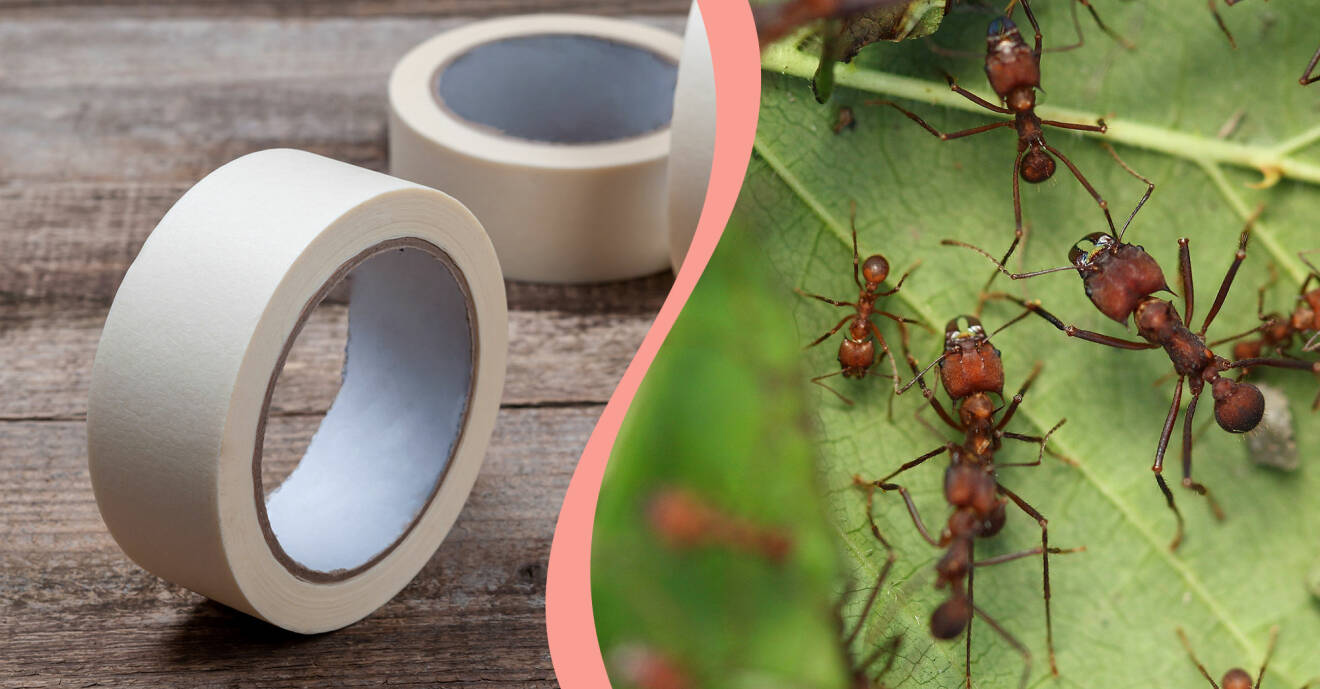 Till vänster maskeringstejp, till höger myror på blad.