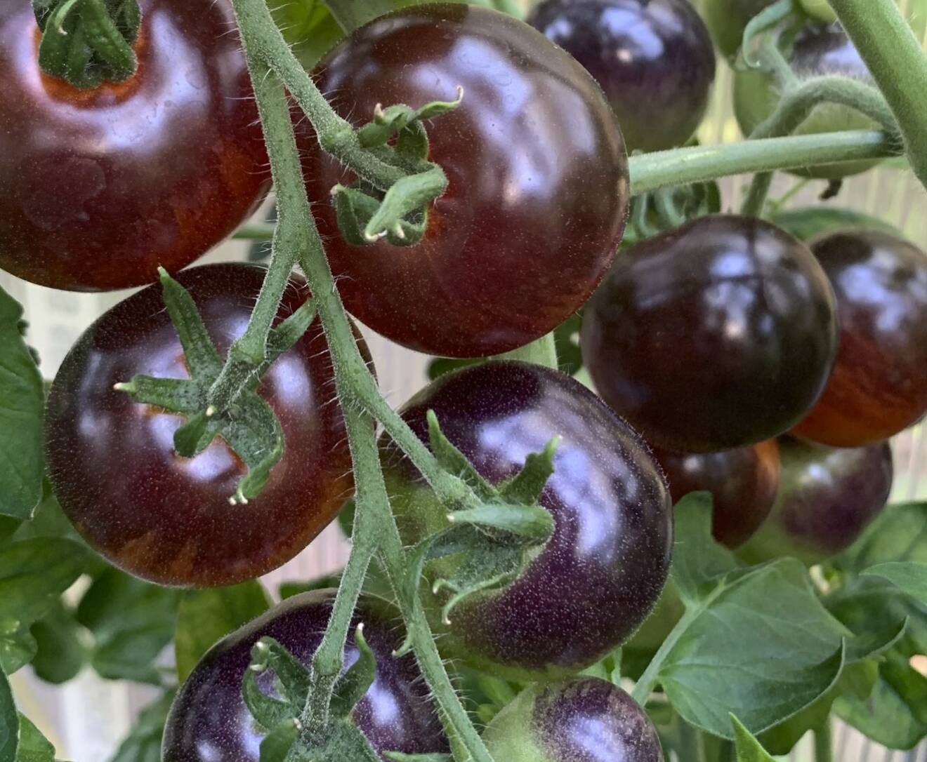 ’Indigo Rose’ ger härligt mörka tomater som både är goda och snygga i salladen.