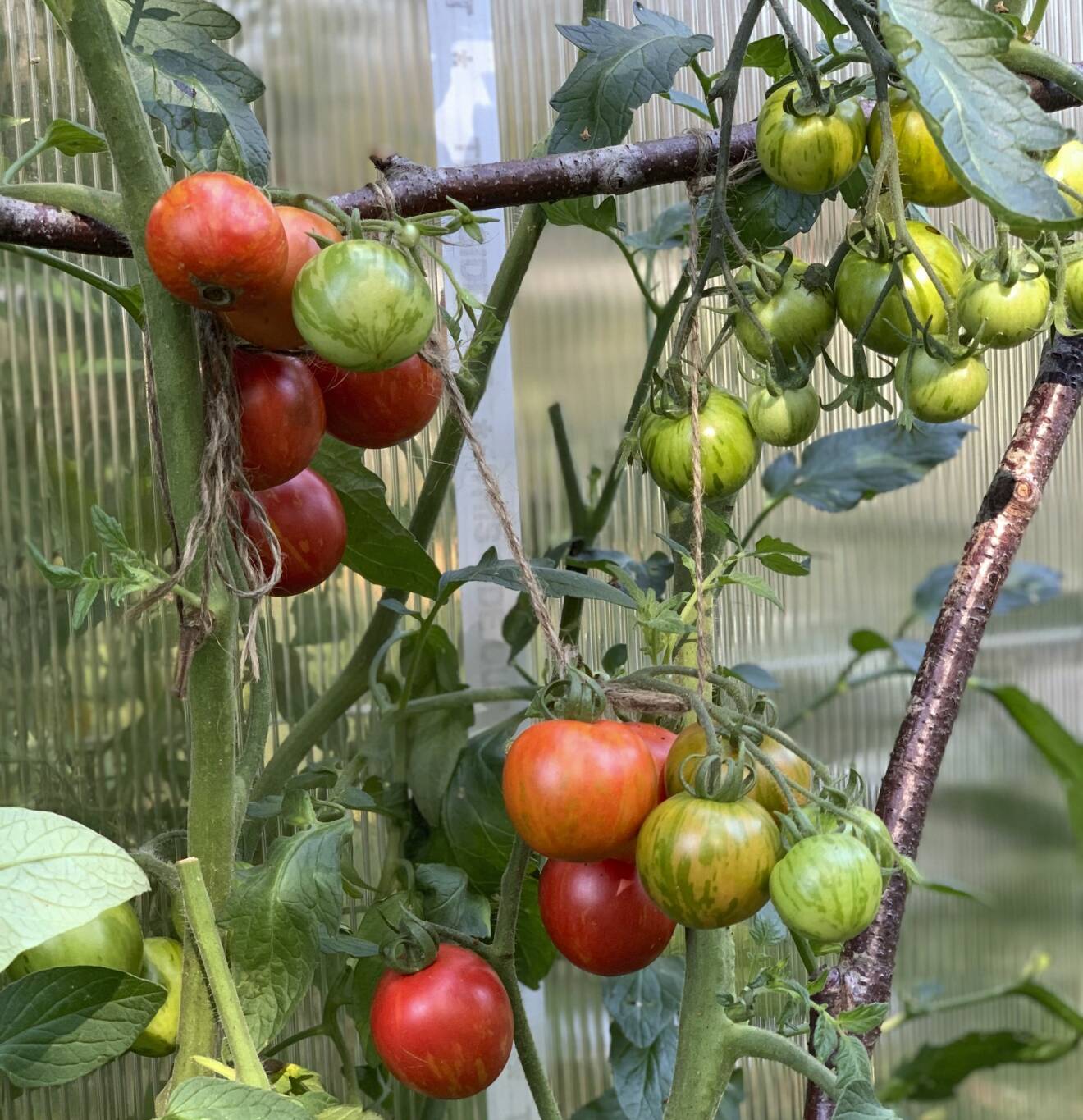 ’Tigrella’ får vackert randiga och goda tomater.