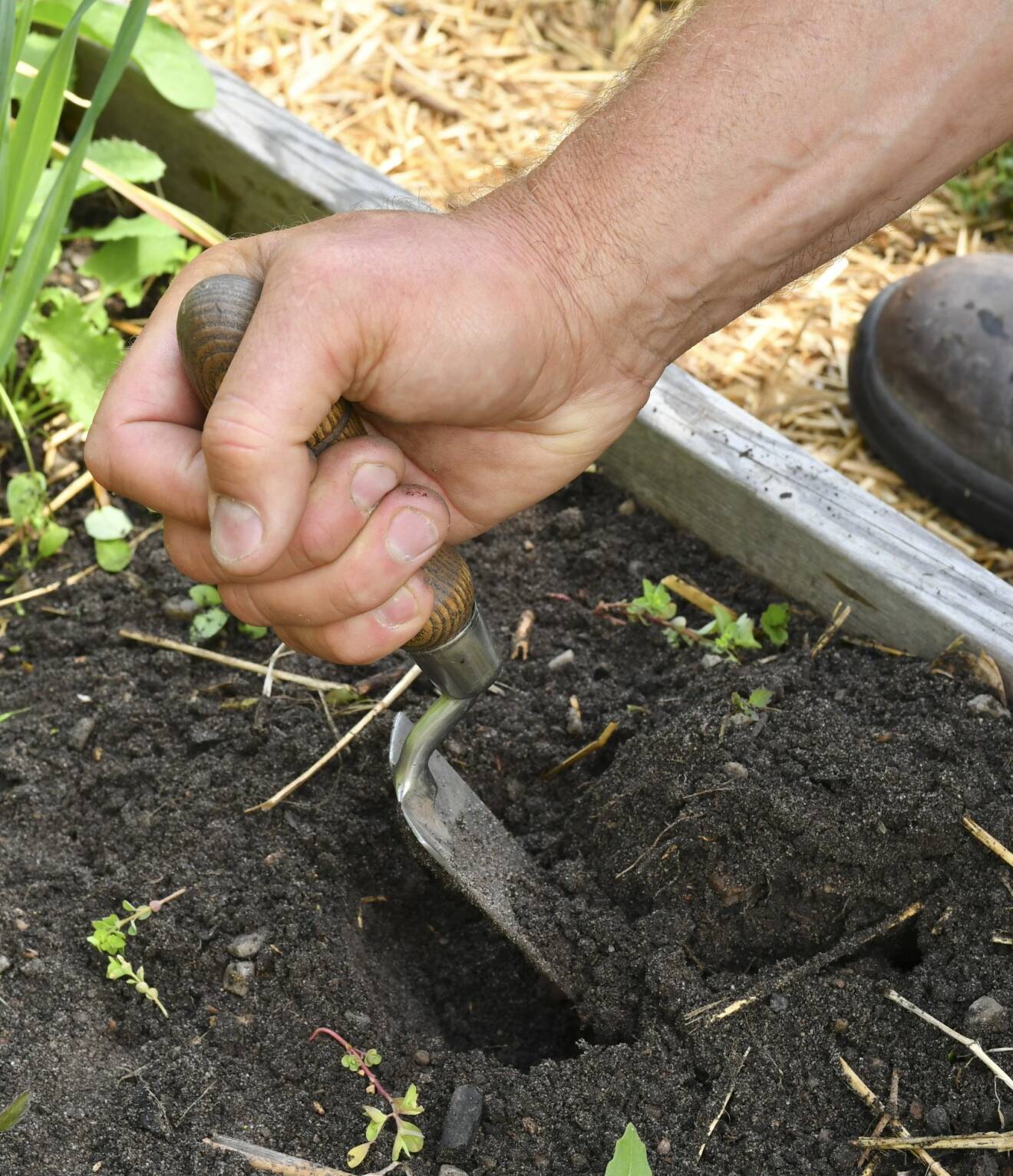 Så här är bästa sättet att gräva med en planteringsspade. Då skonar du handleden.
