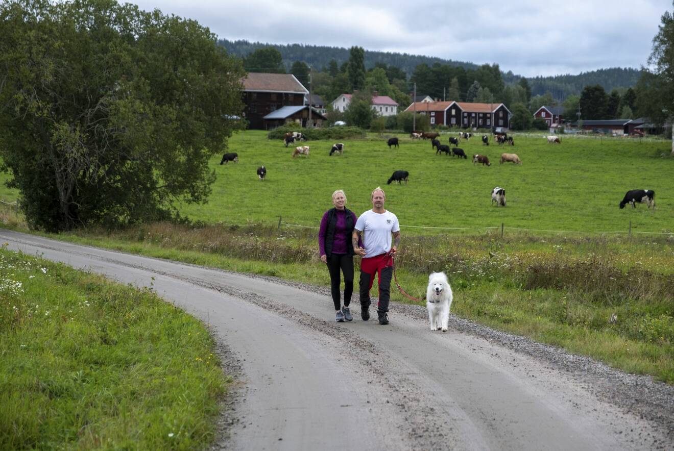 Karin och Jon-Erik på promenad med hunden, betande djur på fält i bakgrunden.