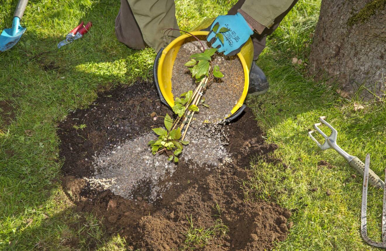 Täck marken med grus eller sand för att skydda klematisens stjälkar mot röta.