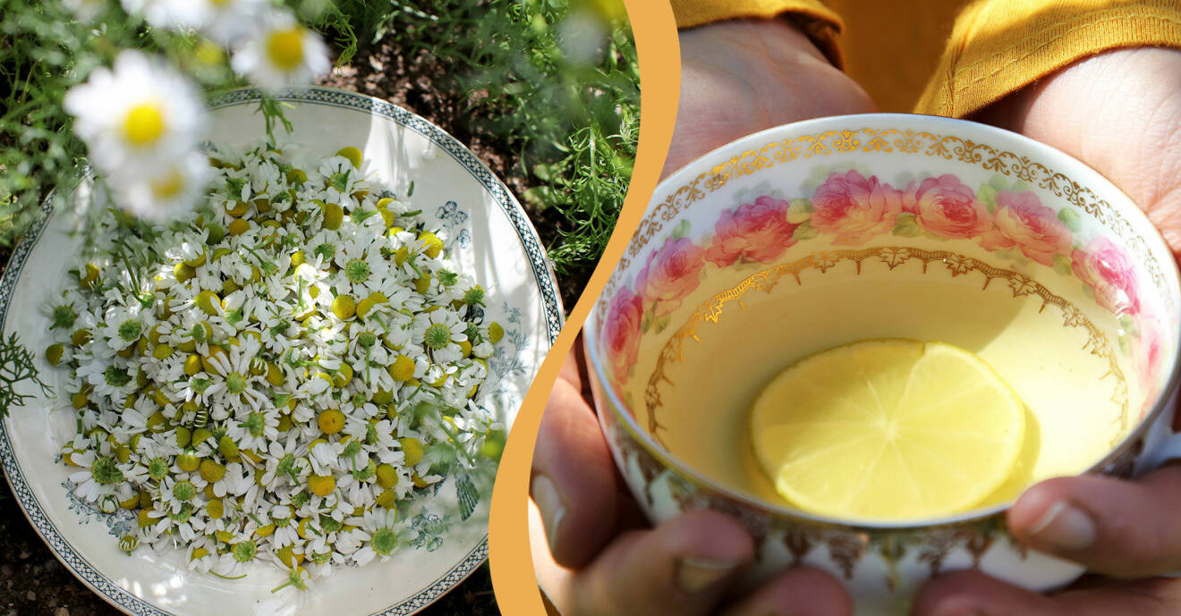 Till vänster: Blommor av kamomill plockade till te. Till höger: Kamomillte med en citronskiva.