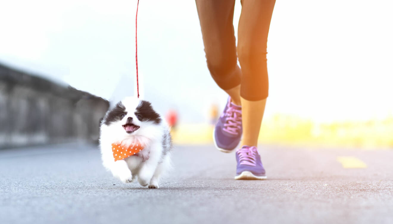 Kvinna joggar bredvid hund