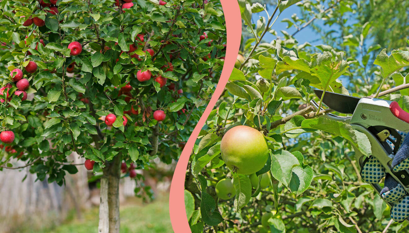 Ett äppelträd till vänster. TIll höger beskärning av äppelträd.