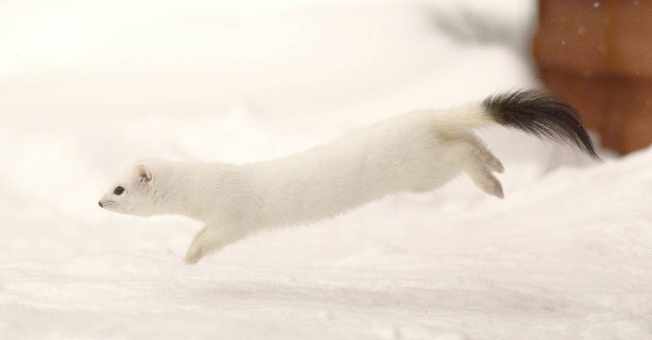 Hermelinen Lill-Nisse hoppar i snön.