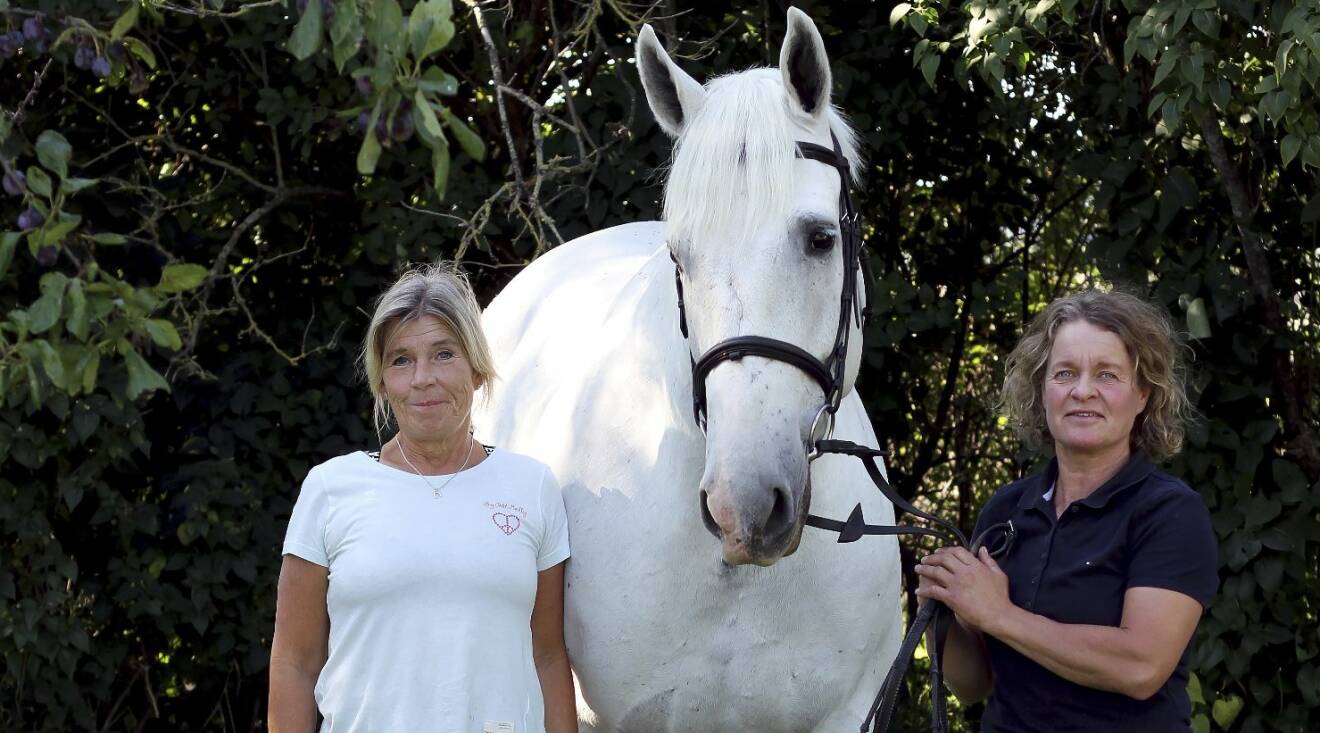 Ann-Sofi Berg och Barbro Wiengren står på var sin sida om hästen och överlevaren Kat's Hero.