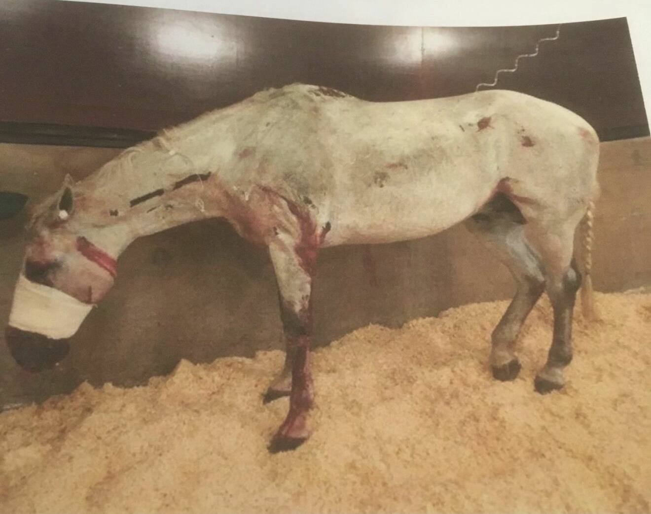 Hästen Kat's står med bandage runt mulen och med sår över hela kroppen.
