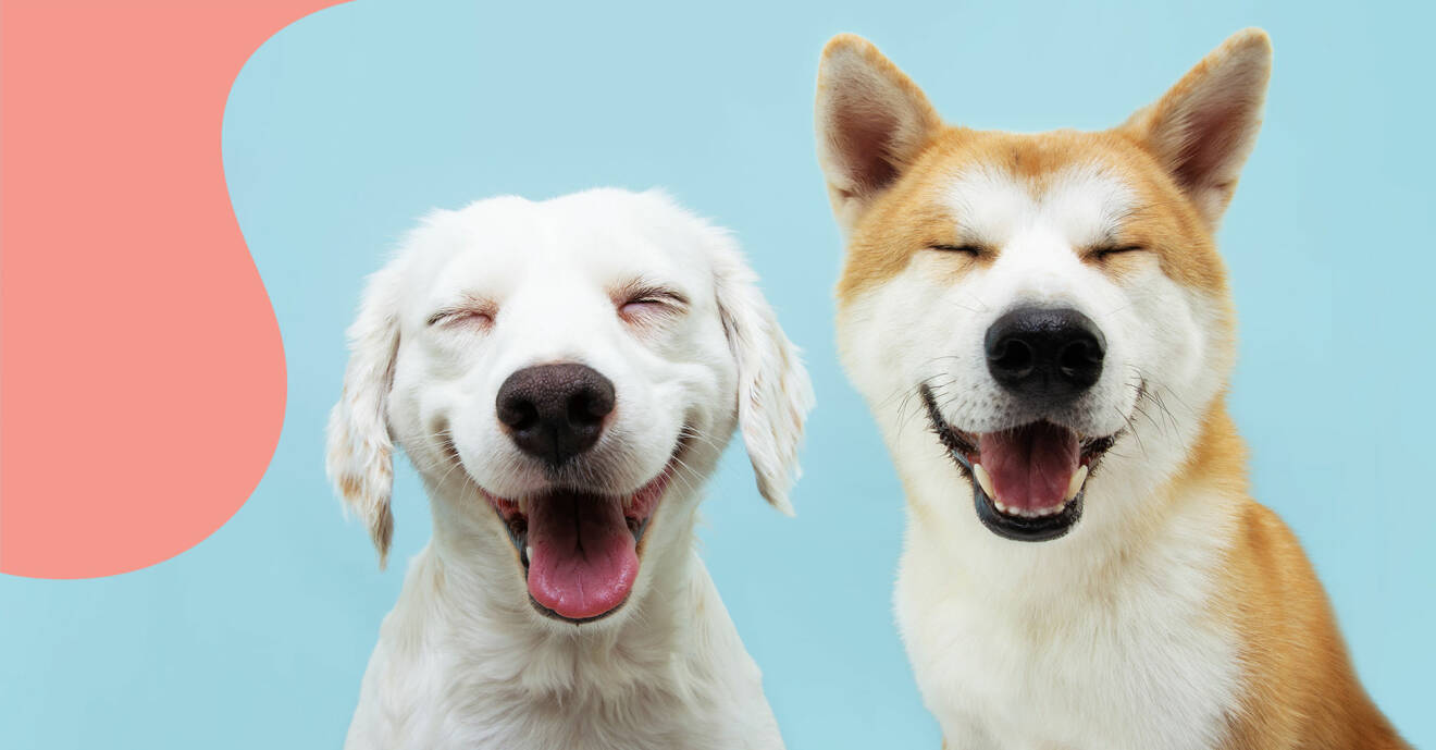 Två glada hundar poserar framför kameran.