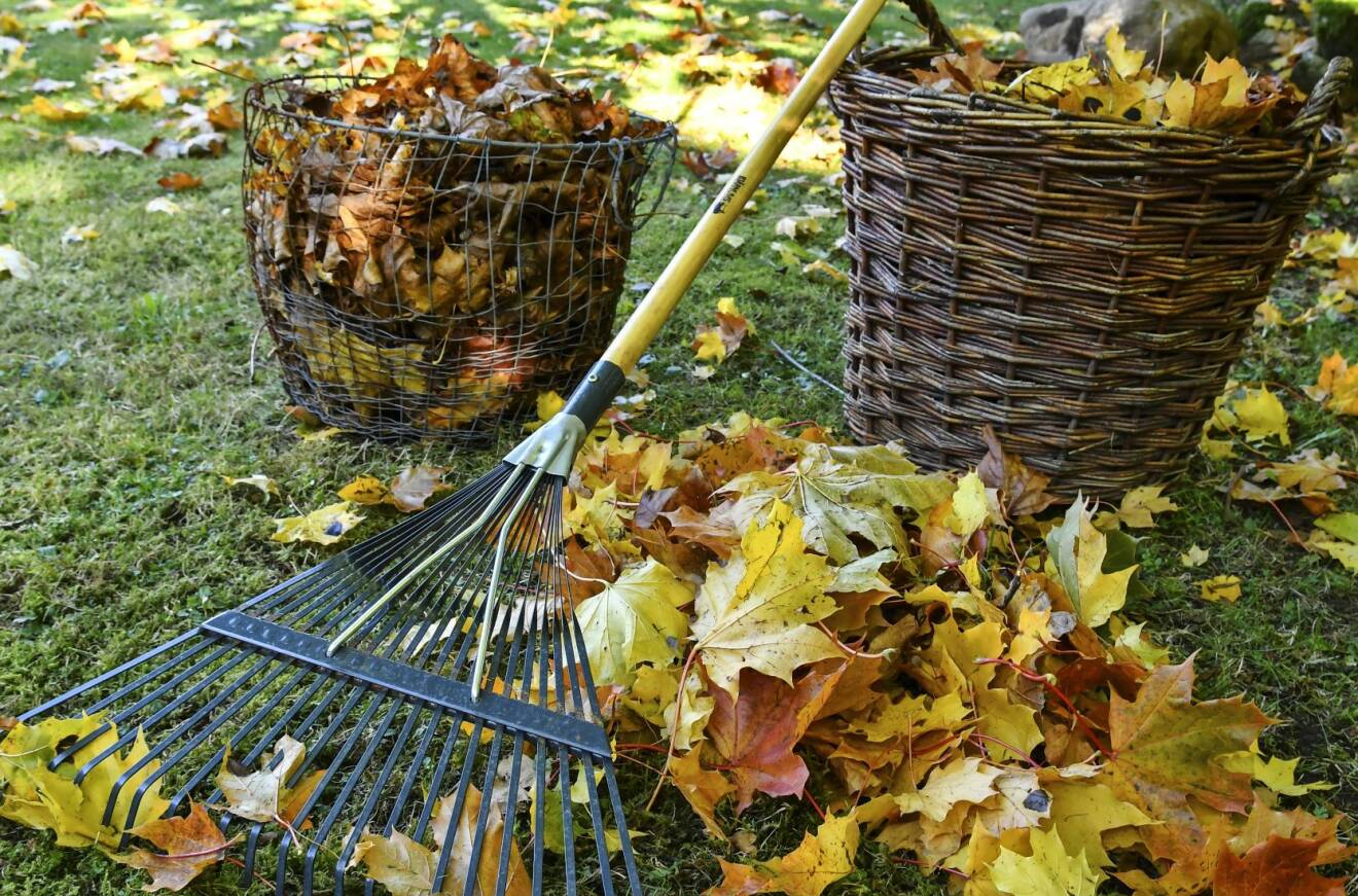 Kratta upp löv om de ligger i stora mängder, till exempel på gräs-mattan. Använd löven till att skydda växter och att täcka bar jord.