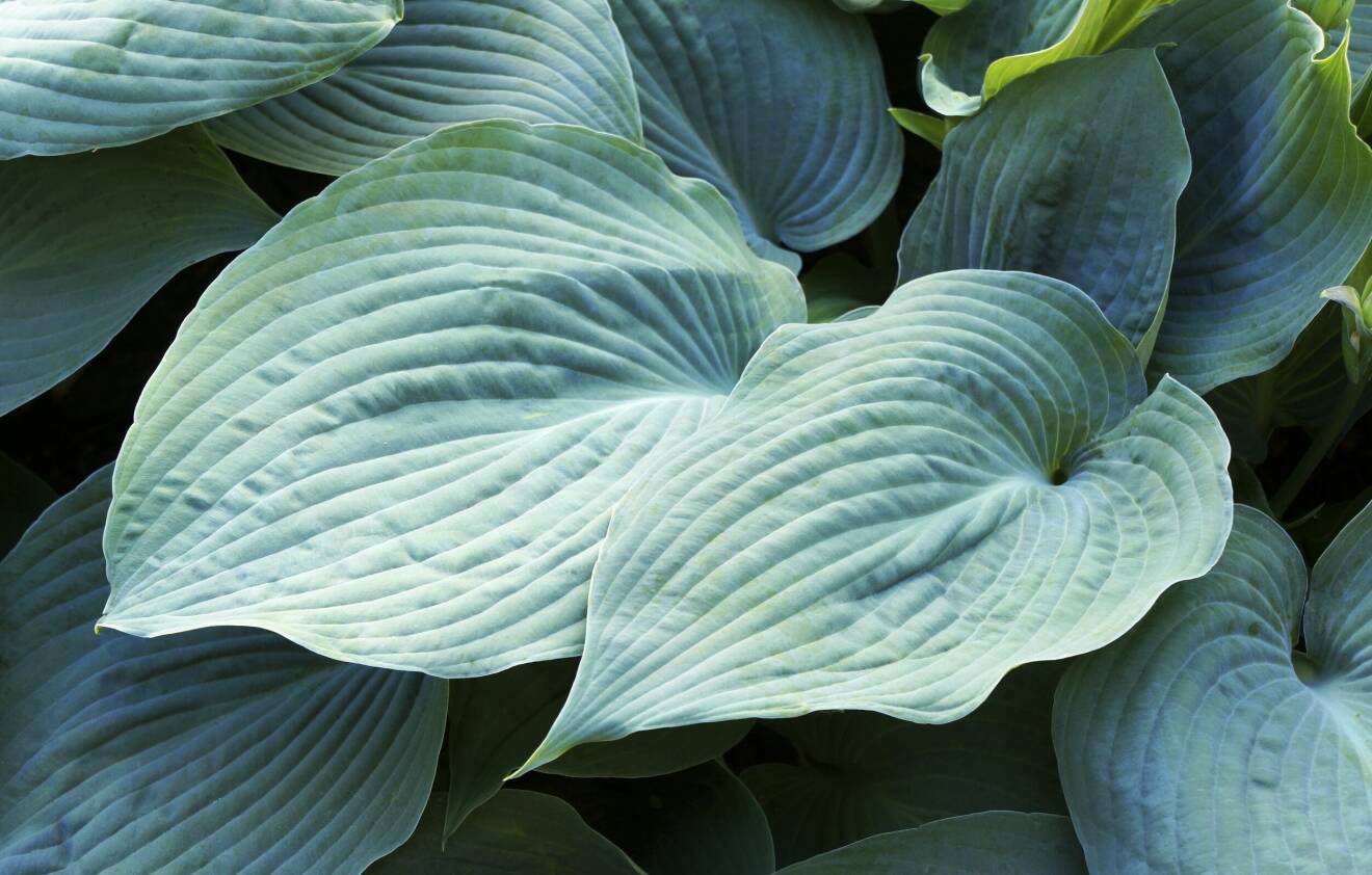 Funkia är en snygg och användbar bladväxt. Utseendet varierar stort mellan de många olika sorterna – kort sagt, det finns alltid en som passar där du behöver den.