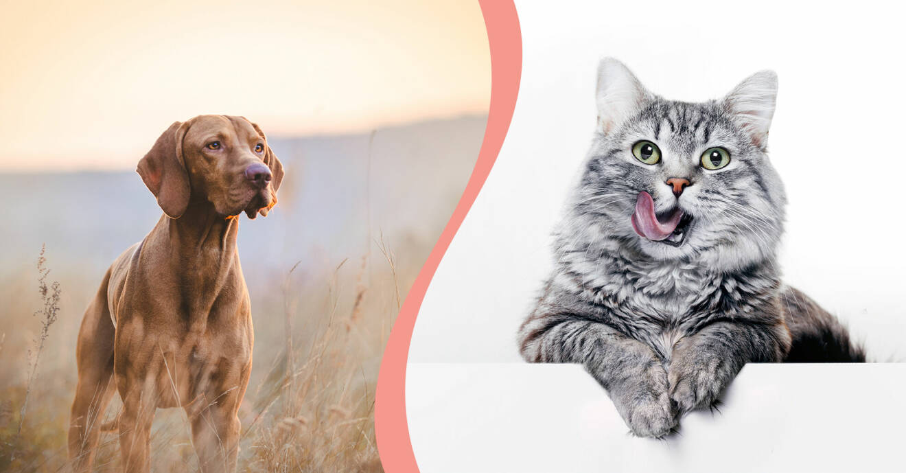Till vänster, en hund ute i naturen, till höger en katt som slickar sig runt munnen.
