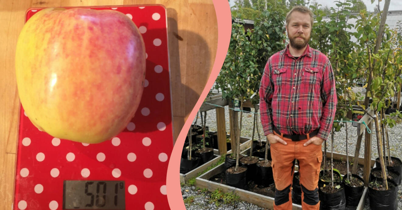 Till vänster, stort äpple som väger ett halvt kilo, till höger äppelodlaren Hans Högström.
