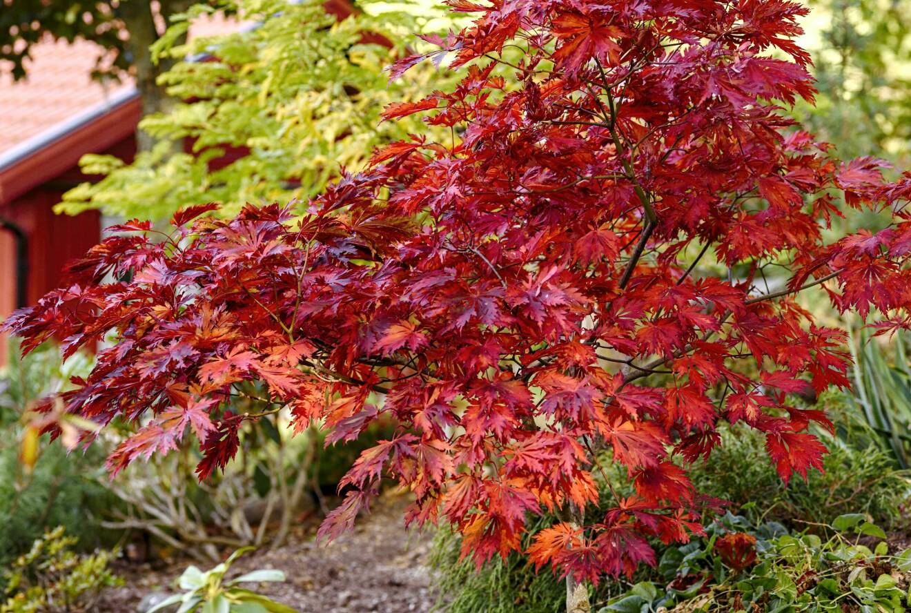 En lönn med sin röda härliga färg livar upp hösten. Den vill helst stå i surjord och trivs i soligt läge.