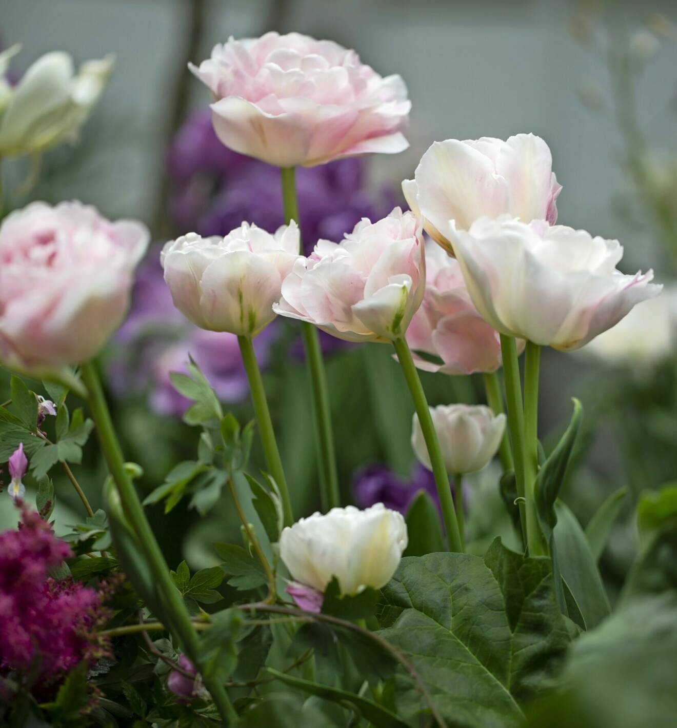 En av de mest populära rosa ­tulpanerna är ’Angelique’ – en dubbel, pionformad, ­doftande tulpan.