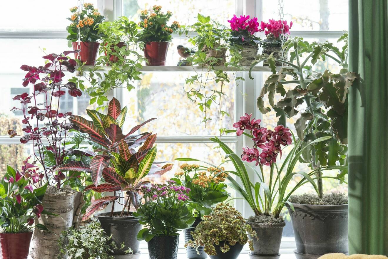 Med en bas blir det både lätt och roligt att komplettera med blommande växter och få ett färgstarkt fönster som ger energi. Basen kan vara både gröna växter och ­växter som har färg i sig själv, även om de inte blommar.