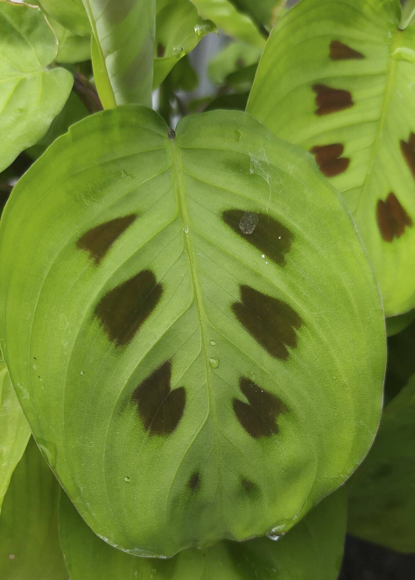 Kalatea får fantastiskt vackra blad i många variationer.