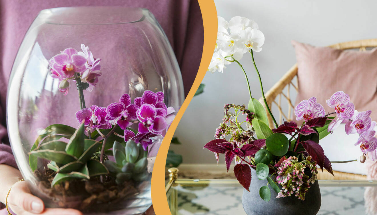 Två olika vackra planteringar med orkidéer.