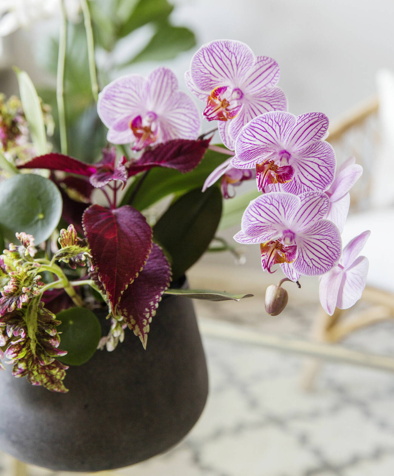 Orkidéer samplanterade med palettblad i kruka.
